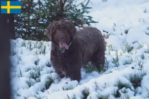 Lire la suite à propos de l’article Éleveurs de Puli et chiots au Danemark