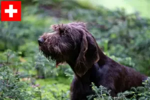 Lire la suite à propos de l’article Éleveurs de caniches pointers et chiots en Suisse