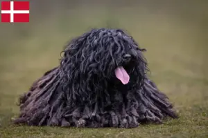 Lire la suite à propos de l’article Éleveurs de Puli et chiots au Danemark