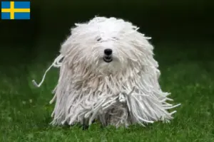 Lire la suite à propos de l’article Éleveurs de Puli et chiots en Suède