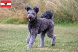 Lire la suite à propos de l’article Pumi éleveurs et chiots en Autriche