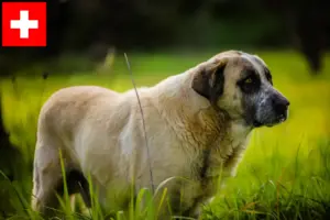 Lire la suite à propos de l’article Rafeiro do Alentejo Éleveurs et chiots en Suisse