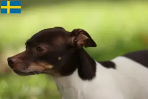 Lire la suite à propos de l’article Rat Terrier éleveurs et chiots en Suède