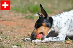 Lire la suite à propos de l’article Ratonero Valenciano éleveurs et chiots en Suisse