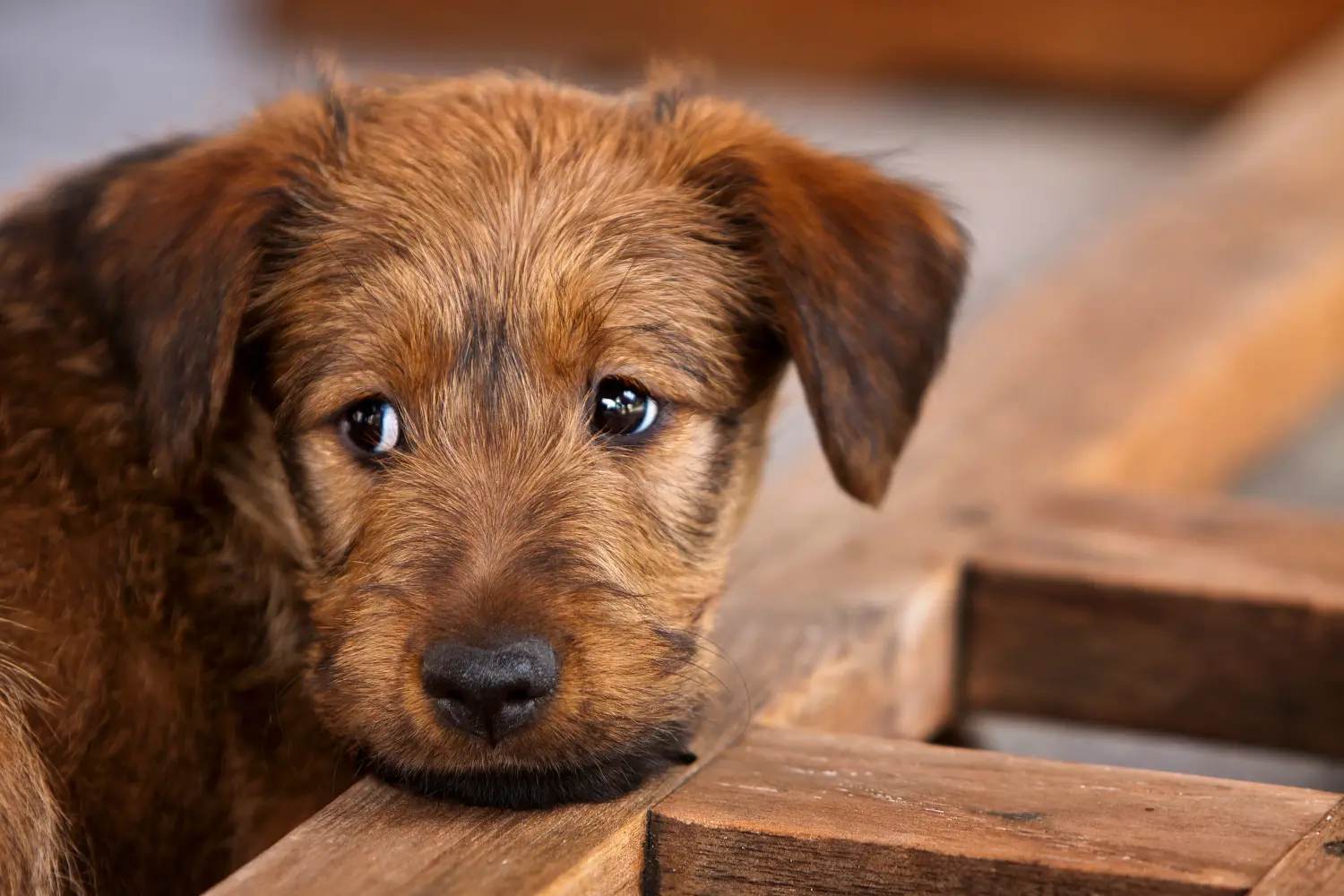Acheter un chiot Irish Terrier, c'est prendre ses responsabilités ! Acheter des chiots Irish Terrier.