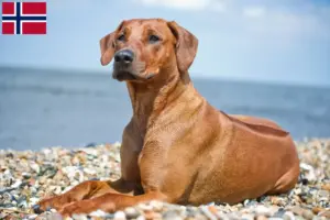Lire la suite à propos de l’article Éleveurs de Rhodesian Ridgeback et chiots en Norvège