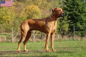 Lire la suite à propos de l’article Éleveurs de Rhodesian Ridgeback et chiots aux États-Unis