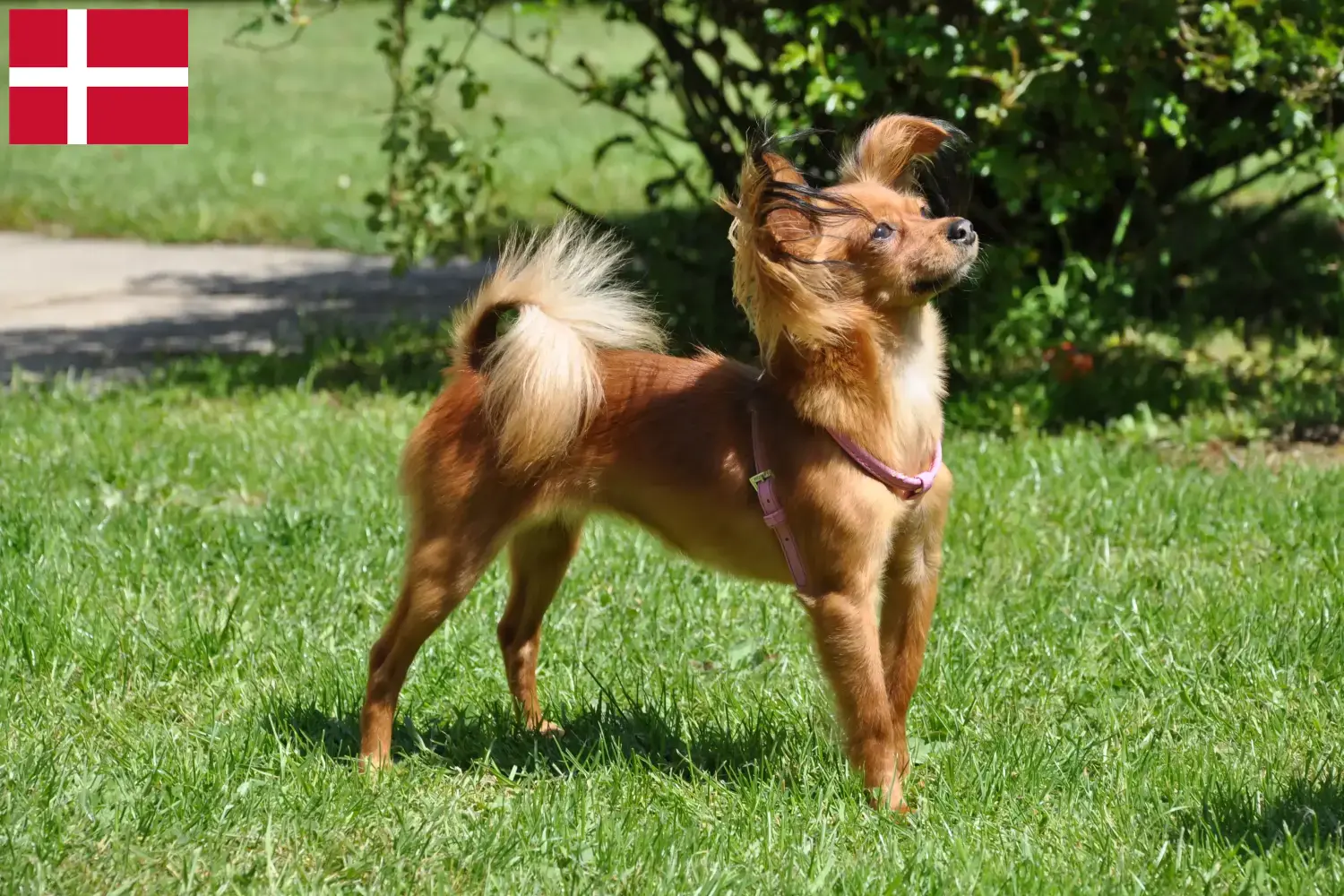 Russkiy Toy chiots et éleveurs Danemark Ici, vous trouverez les éleveurs de Russkiy Toys au Danemark.