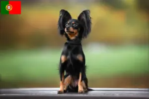 Lire la suite à propos de l’article Russkiy Toy éleveurs et chiots au Portugal