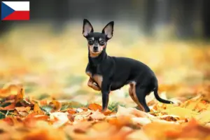 Lire la suite à propos de l’article Russkiy Toy Éleveurs et chiots en République tchèque