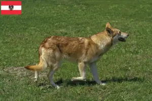 Lire la suite à propos de l’article Éleveurs de chiens-loups de Saarloos et chiots en Autriche