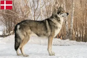 Lire la suite à propos de l’article Saarloos Wolfhound éleveurs et chiots au Danemark