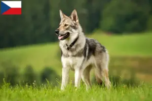 Lire la suite à propos de l’article Saarloos Wolfhound Éleveurs et chiots en République tchèque