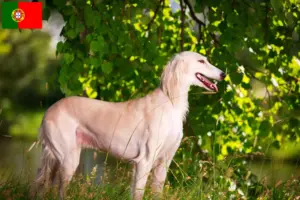 Lire la suite à propos de l’article Éleveurs de Saluki et chiots au Portugal