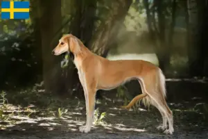 Lire la suite à propos de l’article Éleveurs de saluki et chiots en Suède
