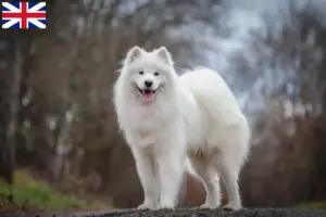 Lire la suite à propos de l’article Éleveurs de samoyèdes et chiots en Grande-Bretagne