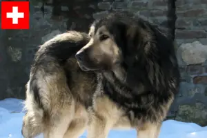 Lire la suite à propos de l’article Šarplaninac éleveurs et chiots en Suisse