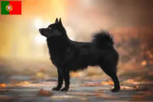 Lire la suite à propos de l’article Éleveurs de Schipperke et chiots au Portugal