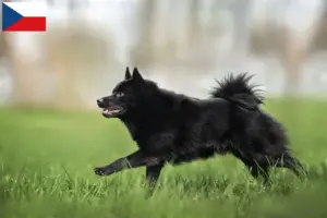 Lire la suite à propos de l’article Éleveurs et chiots de Schipperke en République tchèque