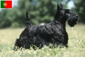 Lire la suite à propos de l’article Éleveurs de Scottish Terriers et chiots au Portugal