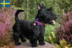 Lire la suite à propos de l’article Éleveurs de Scottish Terriers et chiots en Suède