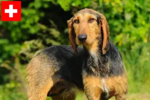 Lire la suite à propos de l’article Segugio Italiano Éleveurs et chiots en Suisse