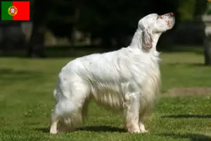 Lire la suite à propos de l’article Éleveurs de setter anglais et chiots au Portugal