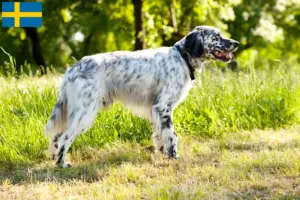 Lire la suite à propos de l’article Éleveurs de setter anglais et chiots en Suède