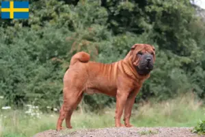Lire la suite à propos de l’article Éleveurs de Shar Pei et chiots en Suède