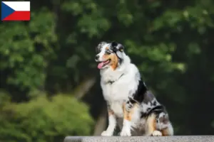 Lire la suite à propos de l’article Éleveurs de bergers australiens et chiots en République tchèque
