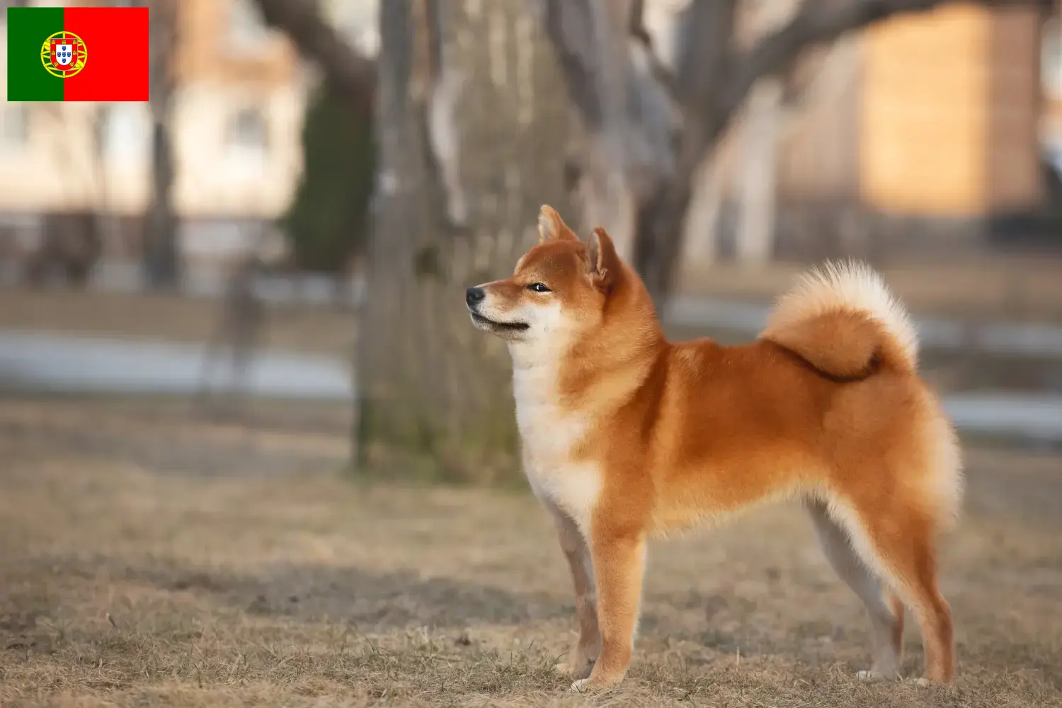 Shiba chiots et éleveurs Portugal Ici, tu trouveras les éleveurs de shibas au Portugal.