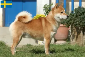 Lire la suite à propos de l’article Éleveurs de Shiba et chiots en Suède