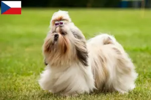 Lire la suite à propos de l’article Éleveurs de shih tzu et chiots en République tchèque