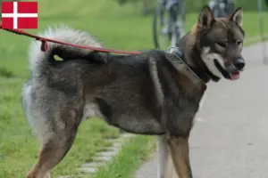 Lire la suite à propos de l’article Éleveurs de Shikoku et chiots au Danemark
