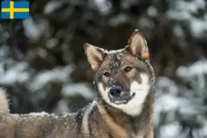Lire la suite à propos de l’article Éleveurs de Shikoku et chiots en Suède