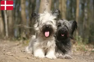 Lire la suite à propos de l’article Éleveurs de Skye Terrier et chiots au Danemark