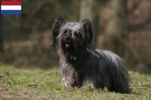 Lire la suite à propos de l’article Éleveurs de Skye Terriers et chiots aux Pays-Bas