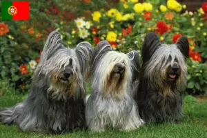 Lire la suite à propos de l’article Éleveurs de Skye Terrier et chiots au Portugal