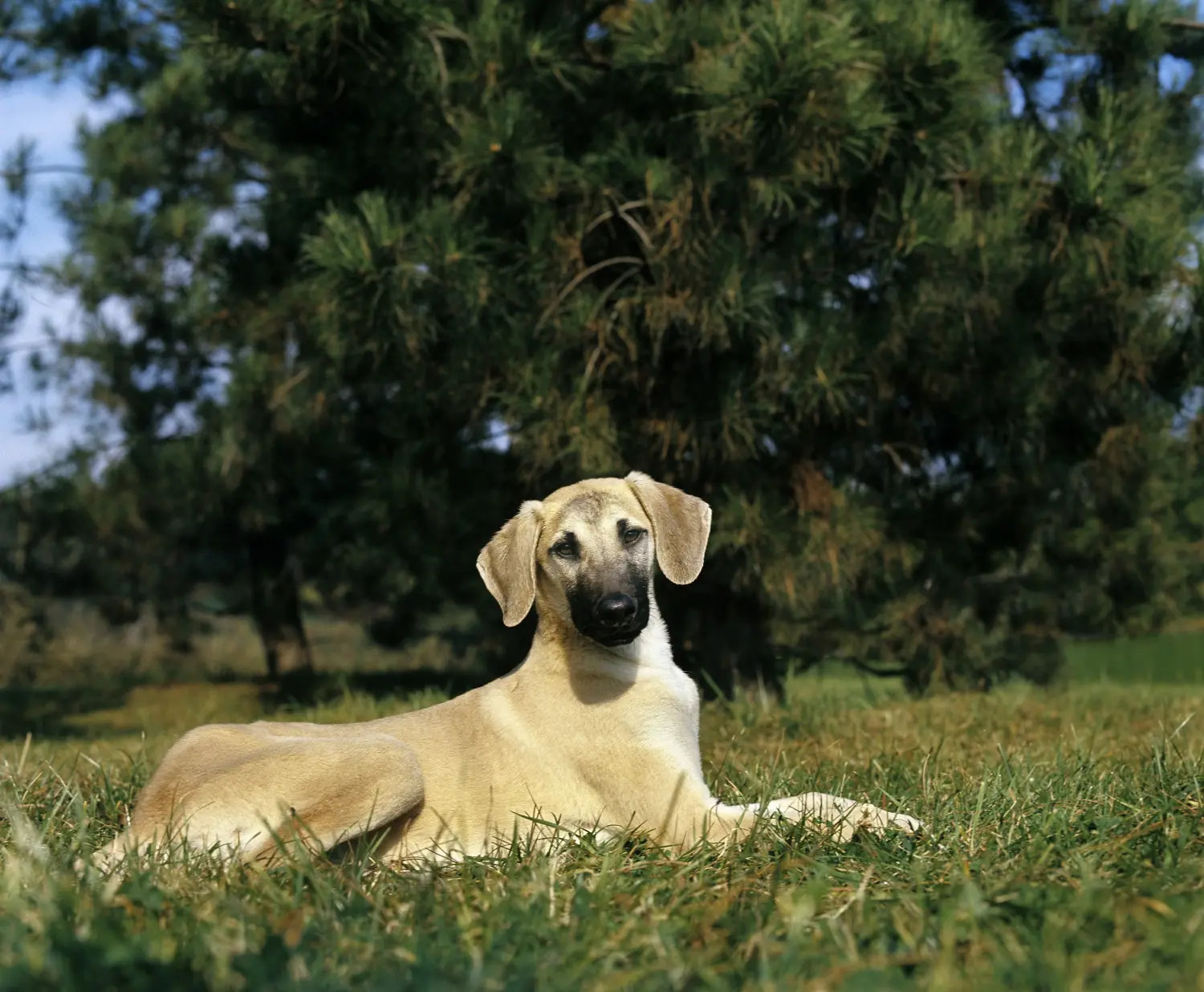 Acheter un chiot Sloughi, c'est prendre ses responsabilités ! Acheter des chiots Sloughi.