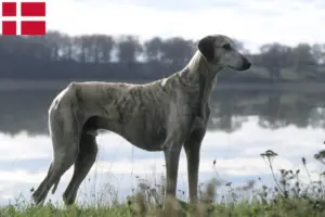 Lire la suite à propos de l’article Éleveurs de Sloughi et chiots au Danemark
