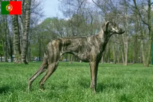 Lire la suite à propos de l’article Éleveurs de Sloughi et chiots au Portugal