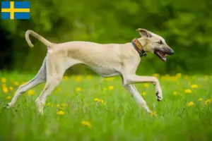 Lire la suite à propos de l’article Éleveurs de Sloughi et chiots en Suède