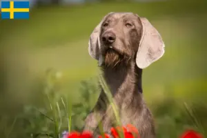 Lire la suite à propos de l’article Éleveurs de Slovaques à barbe dure et chiots en Suède