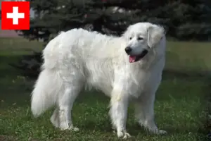 Lire la suite à propos de l’article Slovensky Cuvac Éleveurs et chiots en Suisse