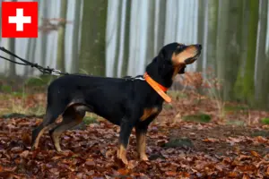 Lire la suite à propos de l’article Slovenský kopov Éleveurs et chiots en Suisse