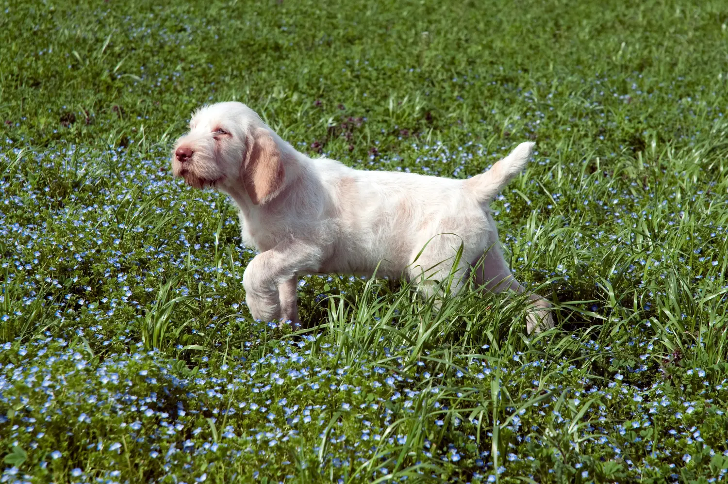 Acheter un chiot Spinone Italiano, c'est prendre ses responsabilités ! Acheter des chiots Spinone Italiano.