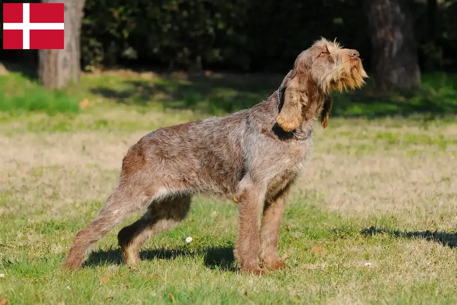 Spinone Italiano chiots et éleveurs Danemark Ici vous trouverez des éleveurs de Spinone Italianos au Danemark.