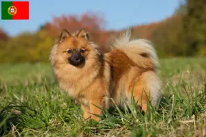 Lire la suite à propos de l’article Éleveurs de spitz et chiots au Portugal