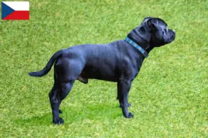 Lire la suite à propos de l’article Staffordshire Bull Terrier éleveurs et chiots en République tchèque
