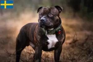 Lire la suite à propos de l’article Éleveurs de Staffordshire Bull Terrier et chiots en Suède